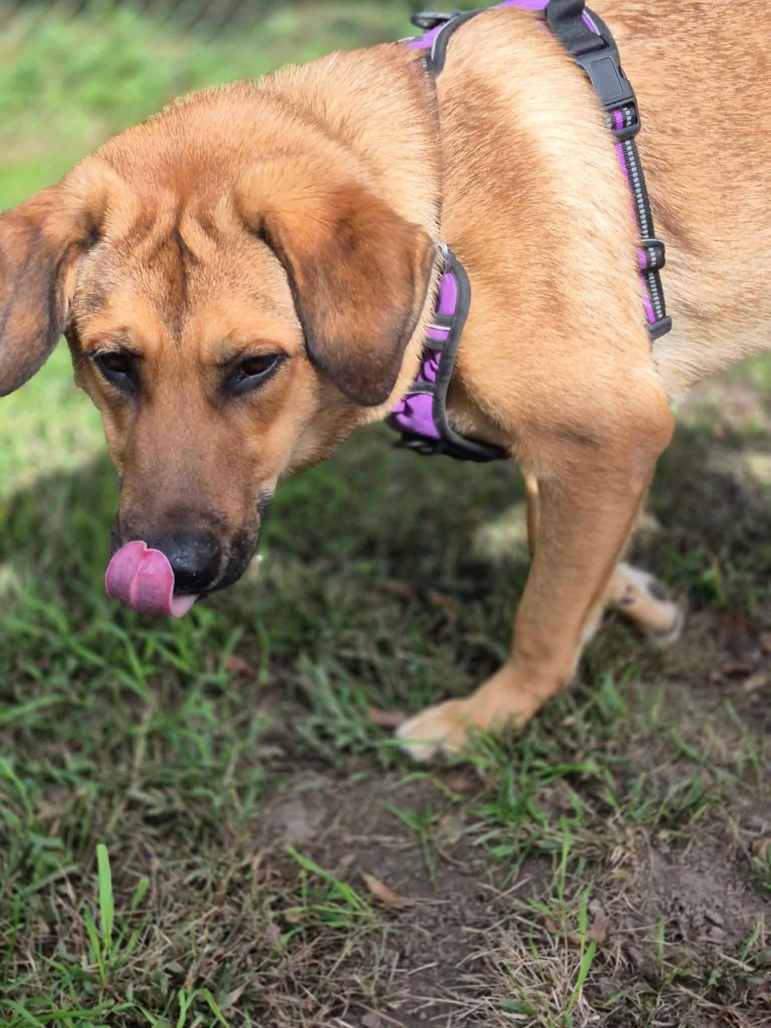 Enlarge Rooster, a Adoptable Hound in Livonia, MI image 3/3