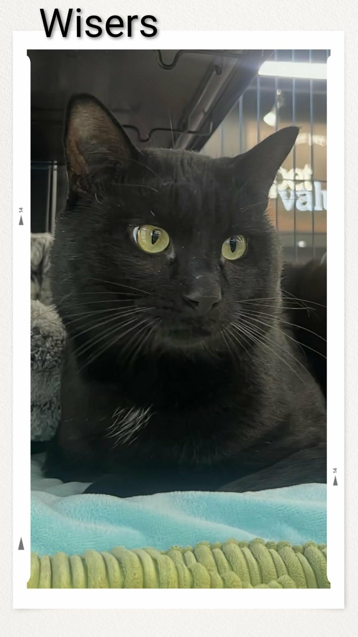 Enlarge Wisers, a Adopted Domestic Short Hair in Caistor Centre, ON image 1/1