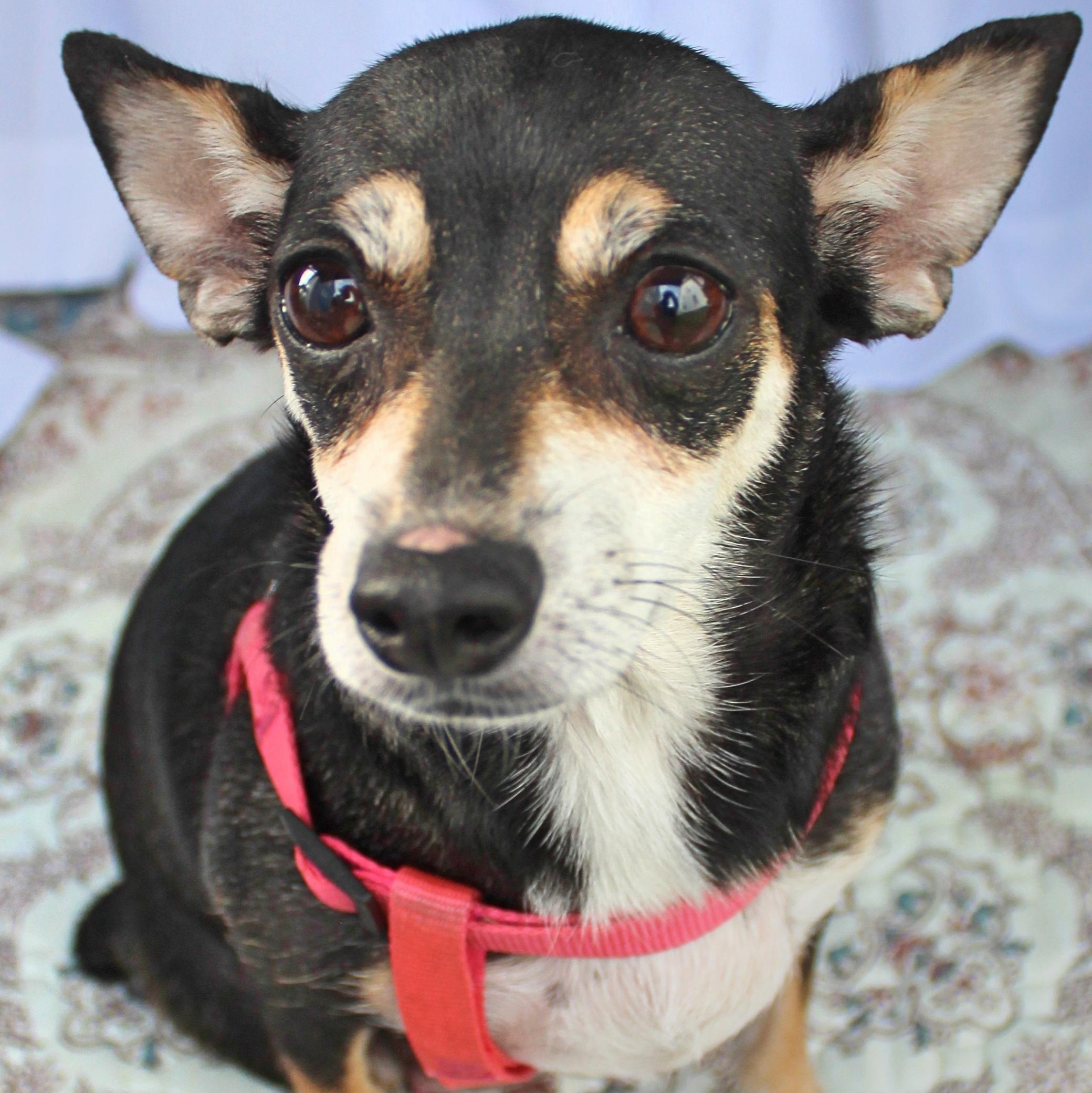 Enlarge Xena, a ADOPTABLE mixed breed in Springfield, OH image 2/2