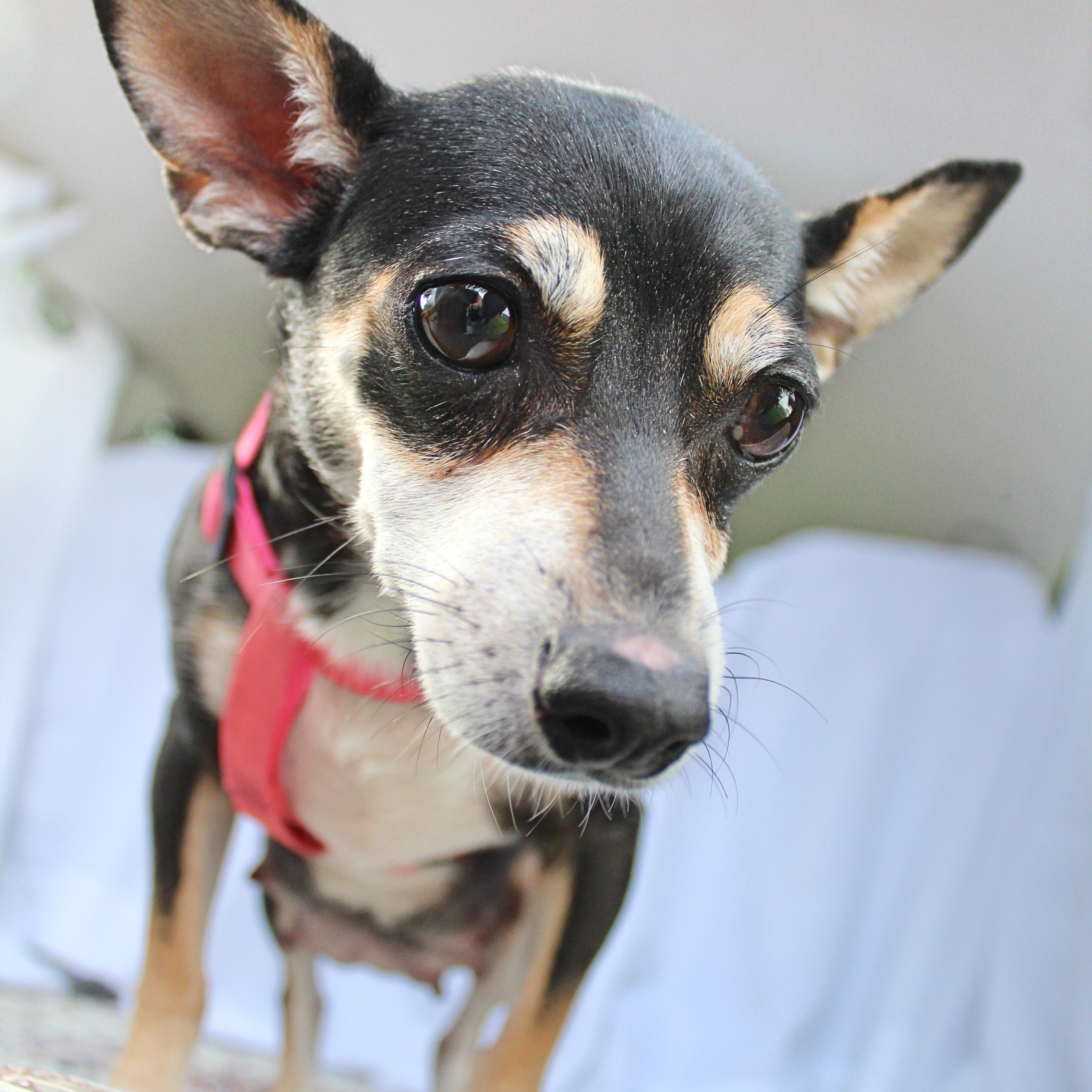 Enlarge Xena, a ADOPTABLE mixed breed in Springfield, OH image 1/2