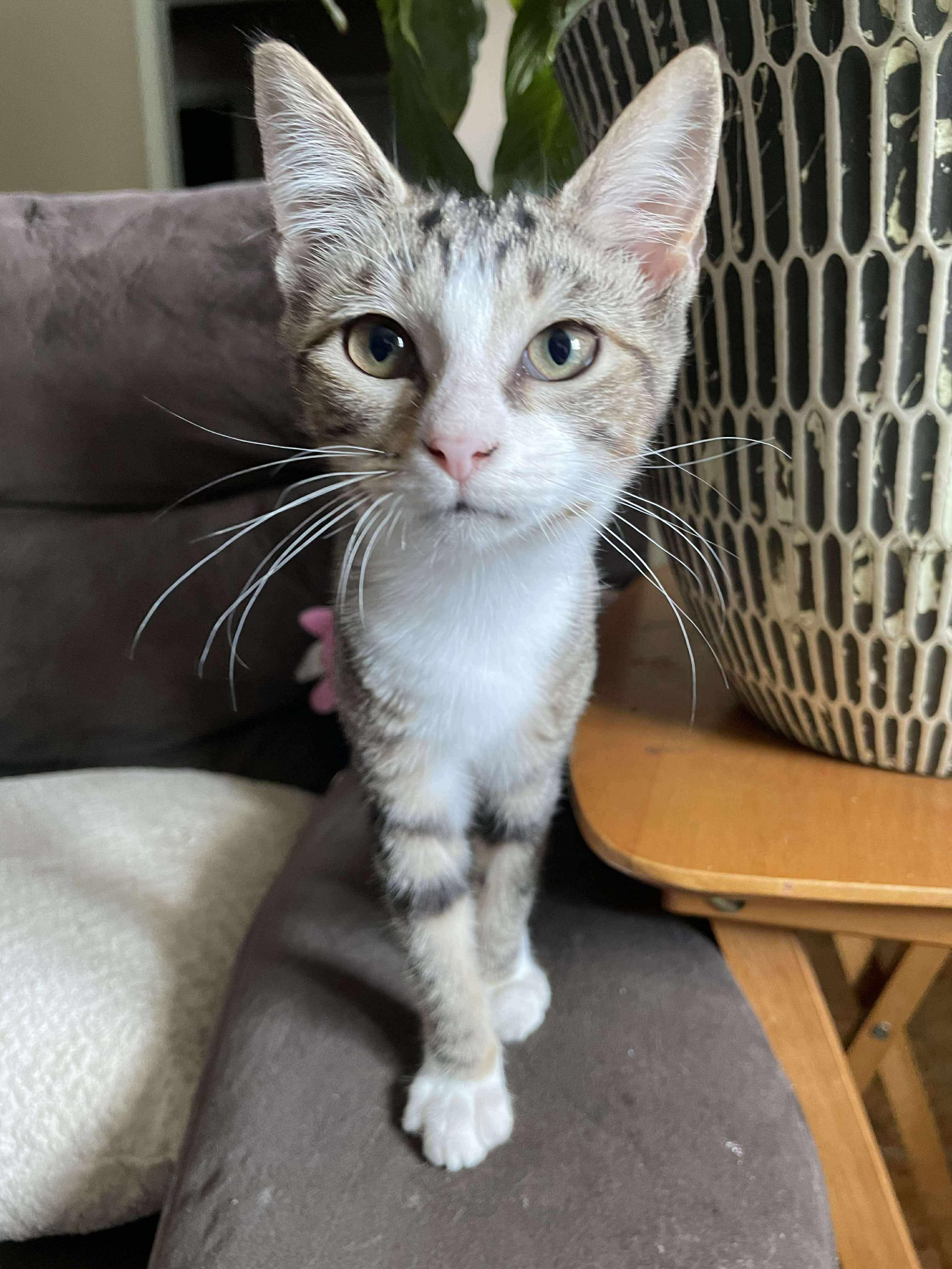 Pancake (Lauren-fostered in TN)
