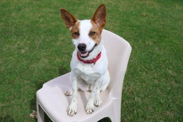 Enlarge Suri, a ADOPTABLE mixed breed in Cicero, IL image 1/1