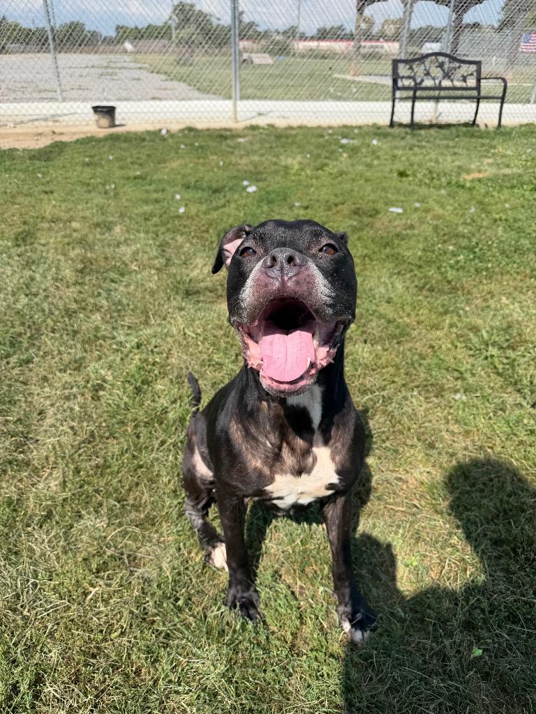 Silna, Adoptable, Senior Female Staffordshire Bull Terrier.