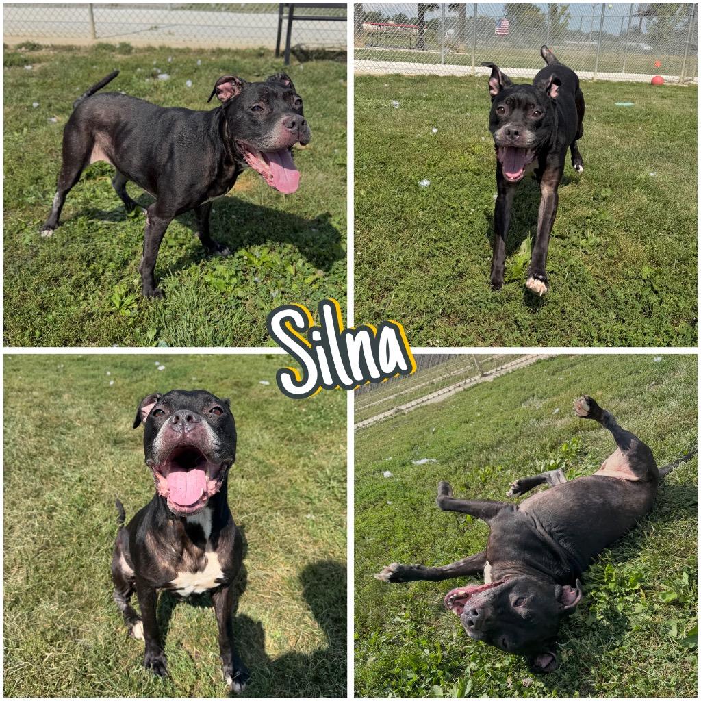 Enlarge Silna, a Adoptable mixed breed in Pierceton, IN image 2/5