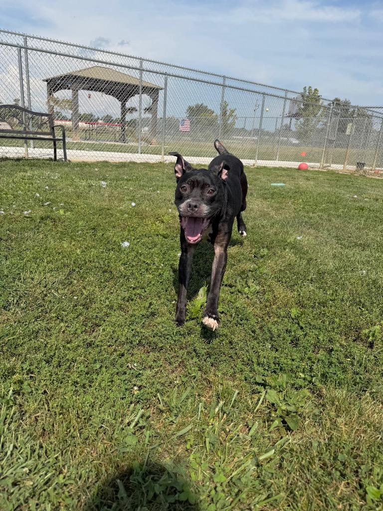 Enlarge Silna, a Adoptable mixed breed in Pierceton, IN image 3/5