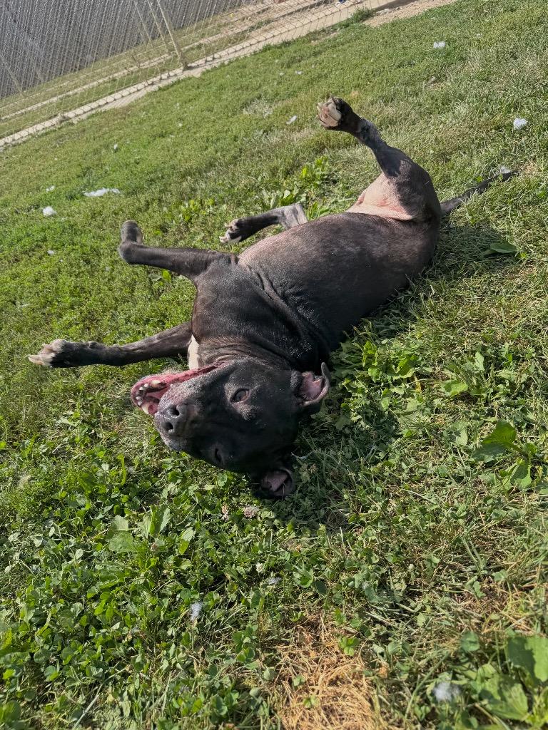 Enlarge Silna, a Adoptable mixed breed in Pierceton, IN image 4/5