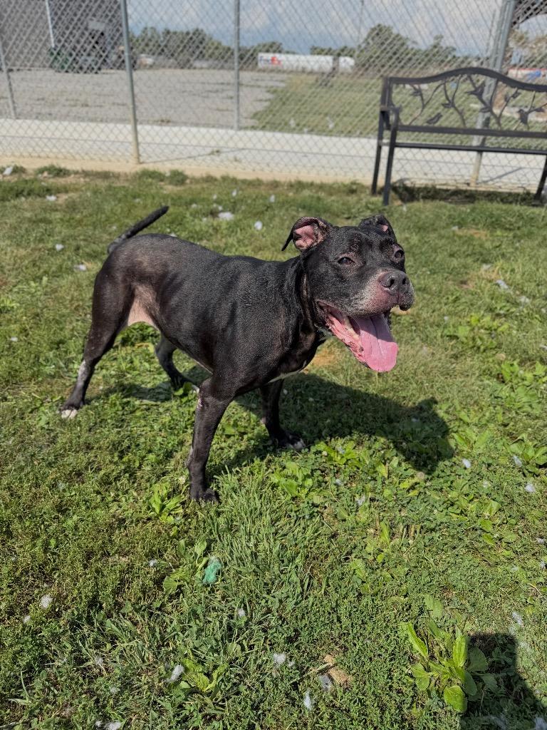 Enlarge Silna, a Adoptable mixed breed in Pierceton, IN image 5/5