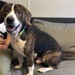 Enlarge Tank, a Adoptable Mixed Breed in Lansing, MI image 1/1