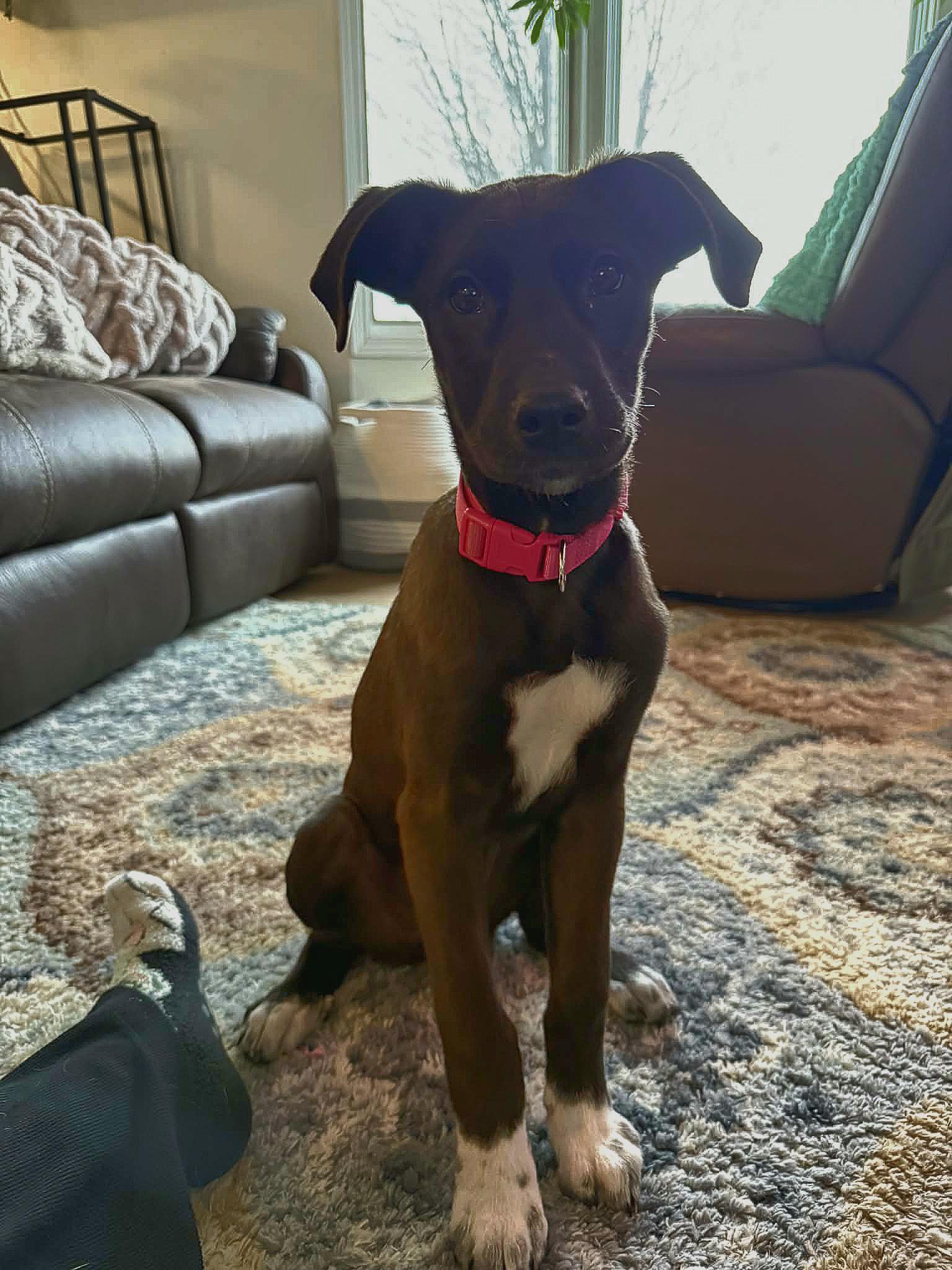 Enlarge Bunny, a ADOPTABLE mixed breed in Lincoln, NE image 2/6