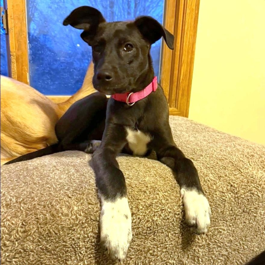 Enlarge Bunny, a ADOPTABLE mixed breed in Lincoln, NE image 5/6