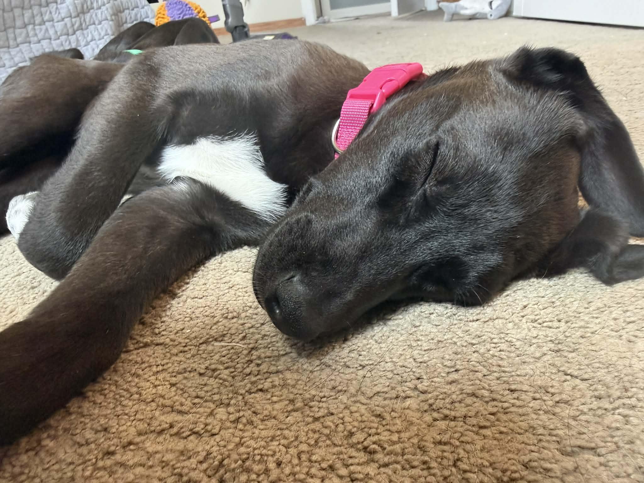 Enlarge Bunny, a ADOPTABLE mixed breed in Lincoln, NE image 6/6