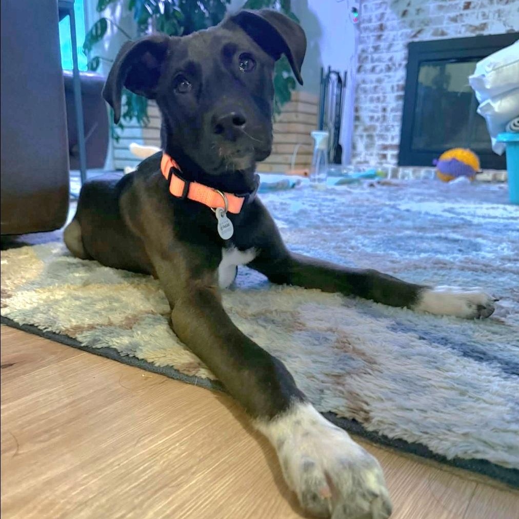 Bunny, ADOPTABLE, Puppy Female Husky & Great Dane.