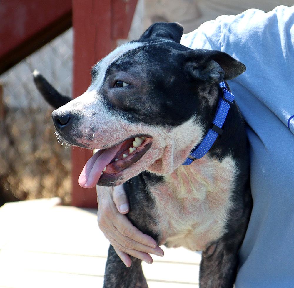 Enlarge Bezos (AO37019), a Adoptable mixed breed in Kansas City, KS image 4/6