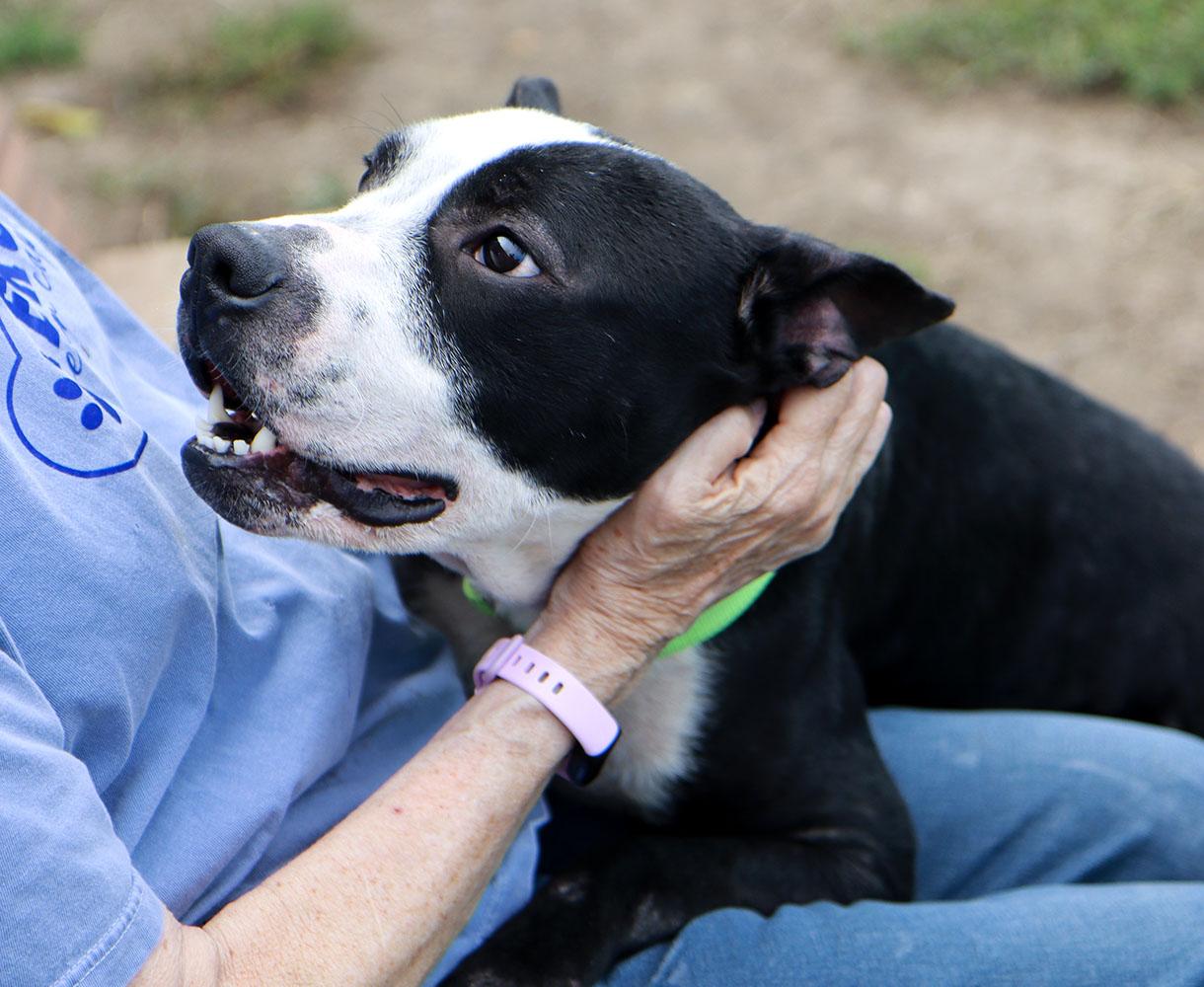 Enlarge Bezos (AO37019), a Adoptable mixed breed in Kansas City, KS image 2/6