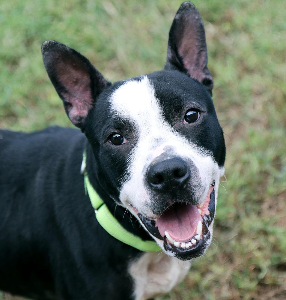 Enlarge Bezos (AO37019), a Adoptable mixed breed in Kansas City, KS image 1/6