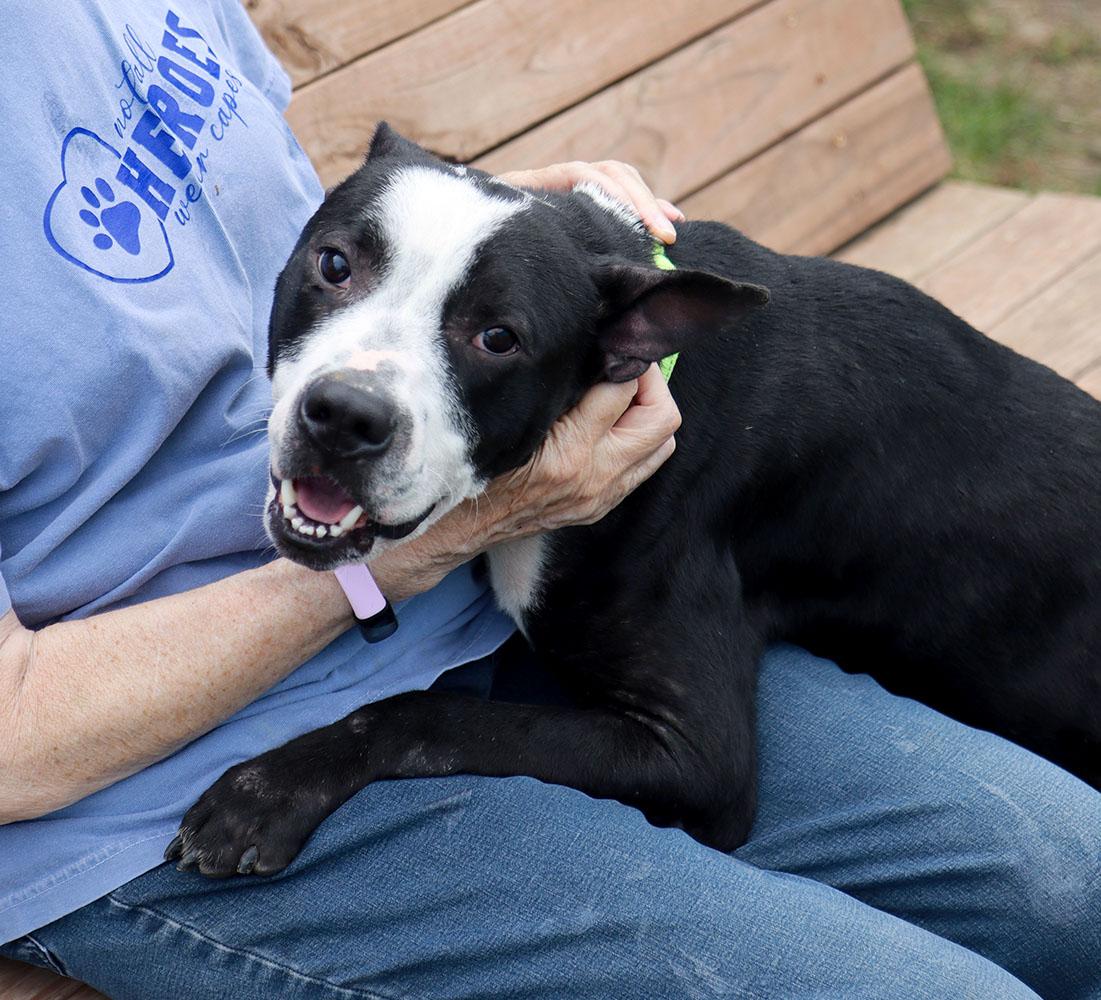 Enlarge Bezos (AO37019), a Adoptable mixed breed in Kansas City, KS image 5/6