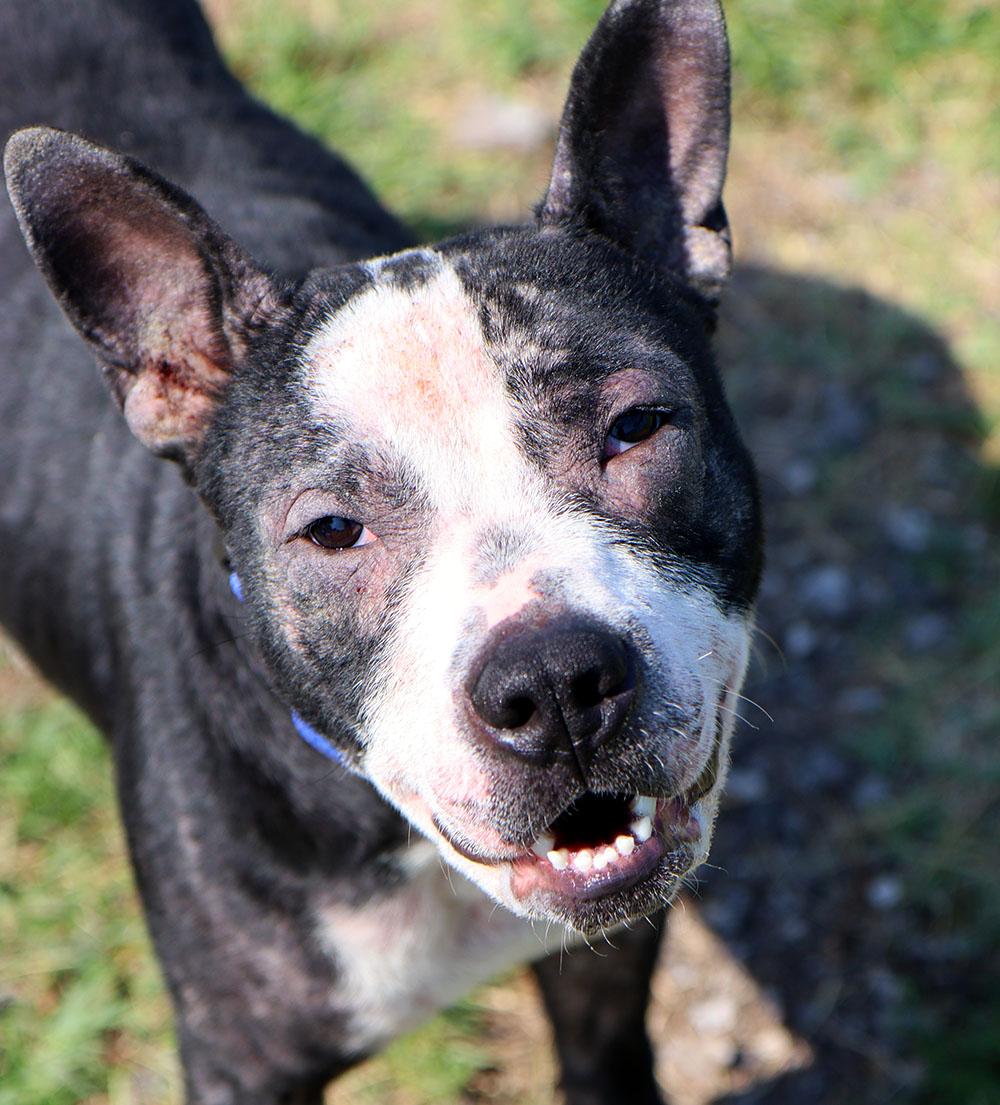 Enlarge Bezos (AO37019), a Adoptable mixed breed in Kansas City, KS image 5/6