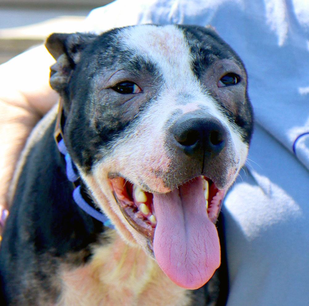 Enlarge Bezos (AO37019), a Adoptable mixed breed in Kansas City, KS image 3/6