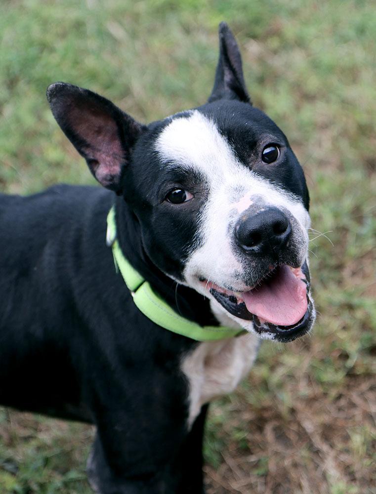 Enlarge Bezos (AO37019), a Adoptable mixed breed in Kansas City, KS image 4/6