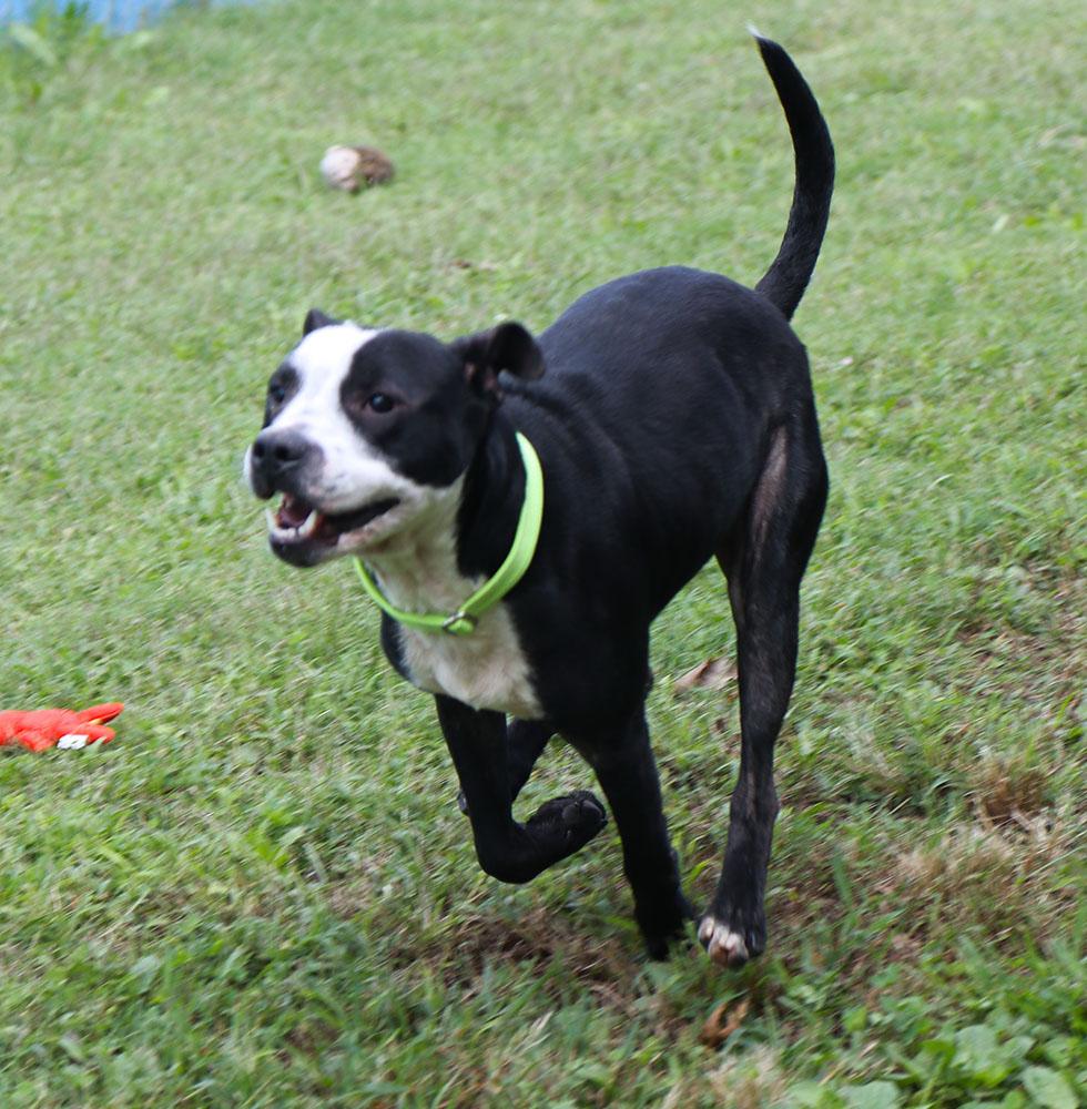 Enlarge Bezos (AO37019), a Adoptable mixed breed in Kansas City, KS image 3/6