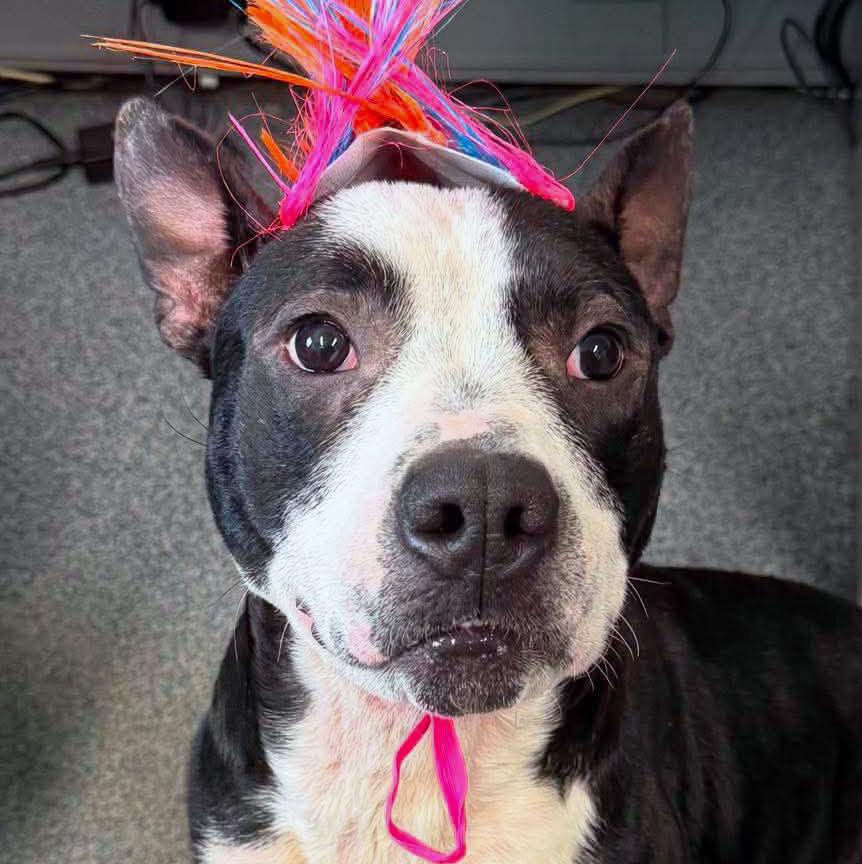 Bezos (AO37019), Adoptable, Young Male Pit Bull Terrier.