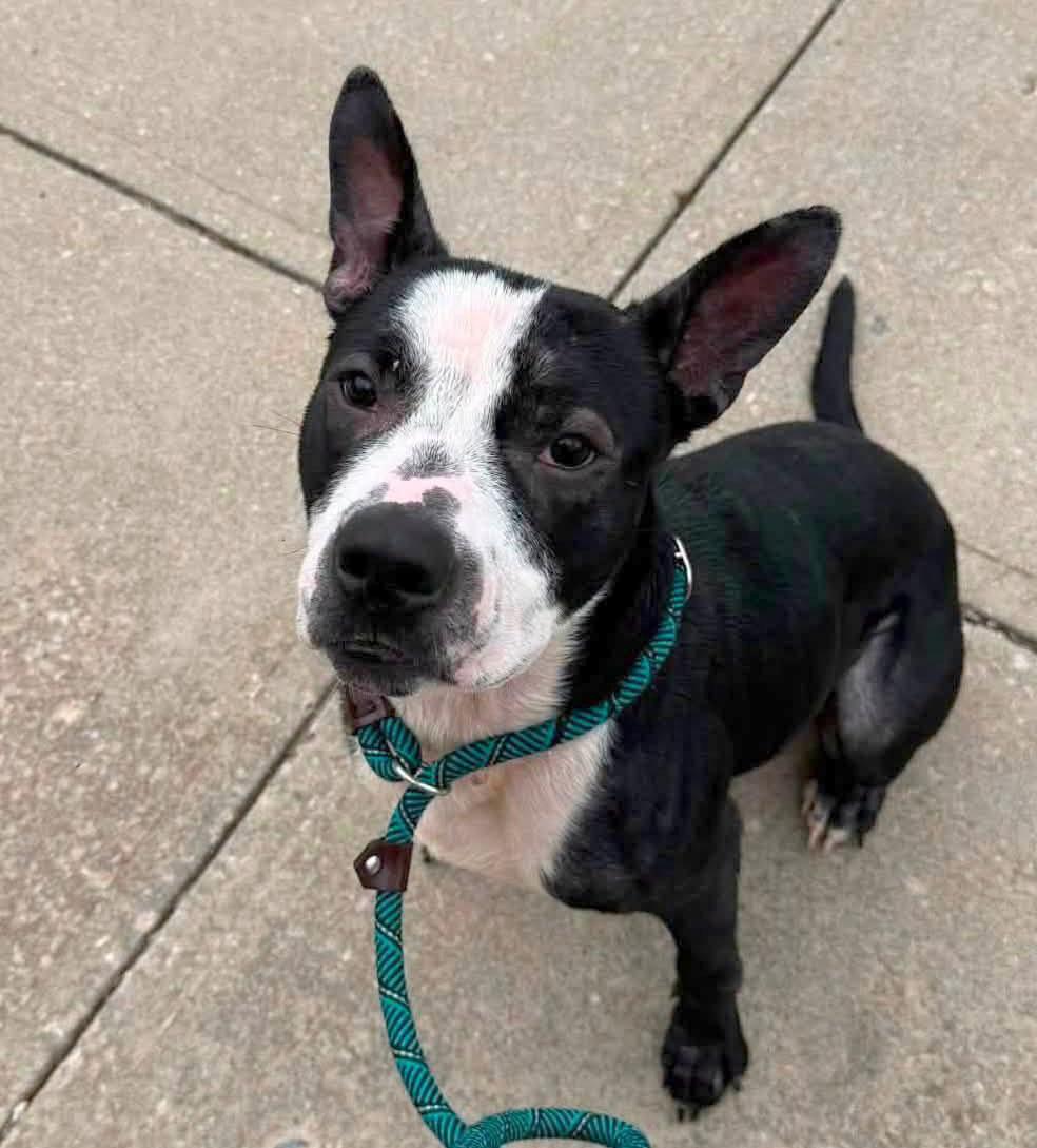 Enlarge Bezos (AO37019), a Adoptable mixed breed in Kansas City, KS image 2/6