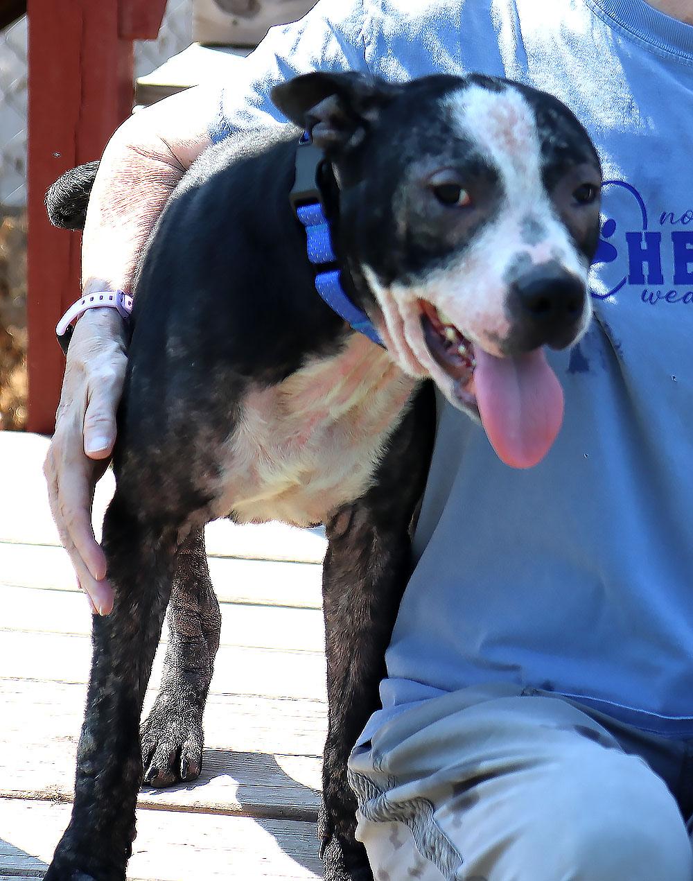Enlarge Bezos (AO37019), a Adoptable mixed breed in Kansas City, KS image 6/6