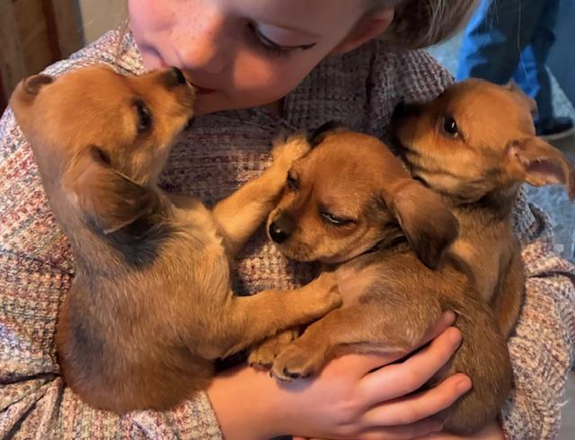 Enlarge Dot, an adopted mixed breed in Irmo, SC image 3/3