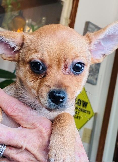 Dot, adopted, Puppy Female Chihuahua & Yorkshire Terrier.