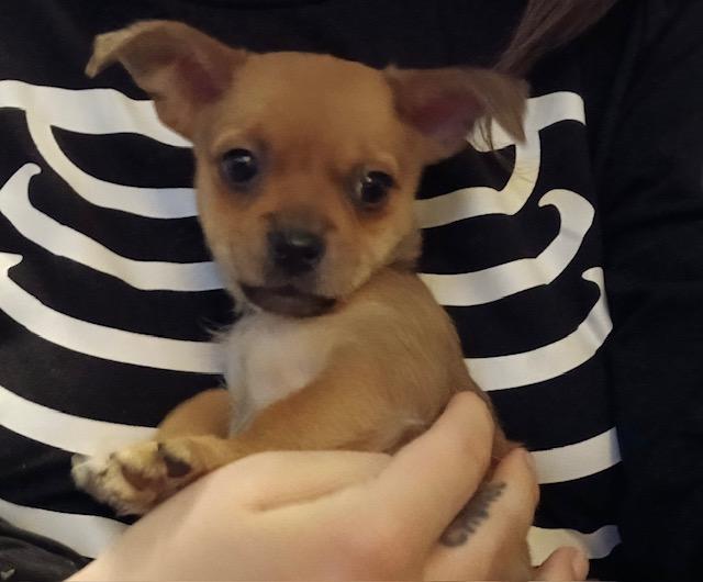 Enlarge Dot, an adopted mixed breed in Irmo, SC image 2/3