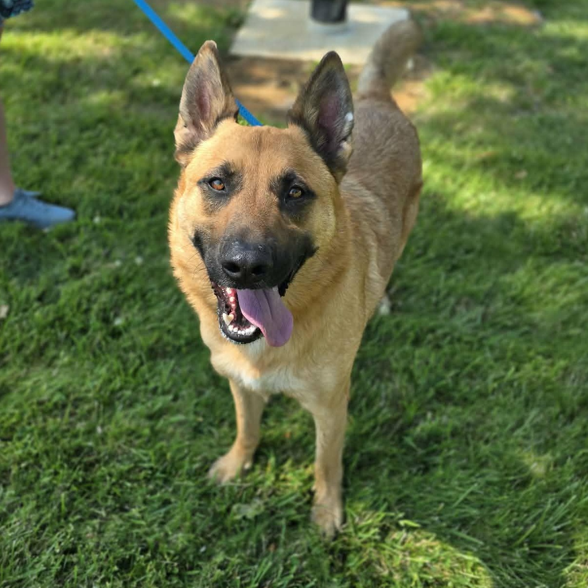 Murdock, ADOPTABLE, Adult Male German Shepherd Dog & Belgian Shepherd / Malinois.