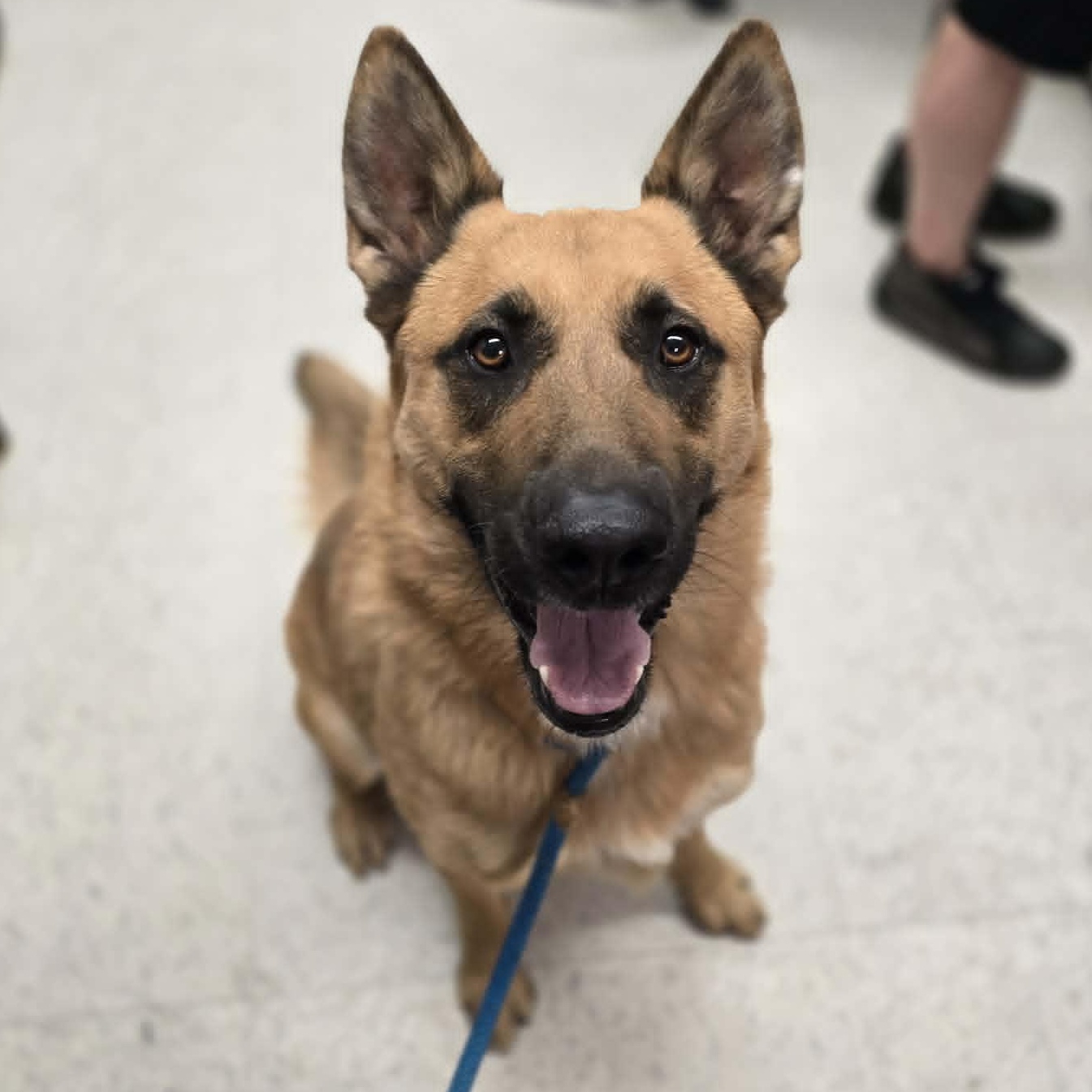 Murdock, a ADOPTABLE mixed breed in Grants Pass, OR image 3/4