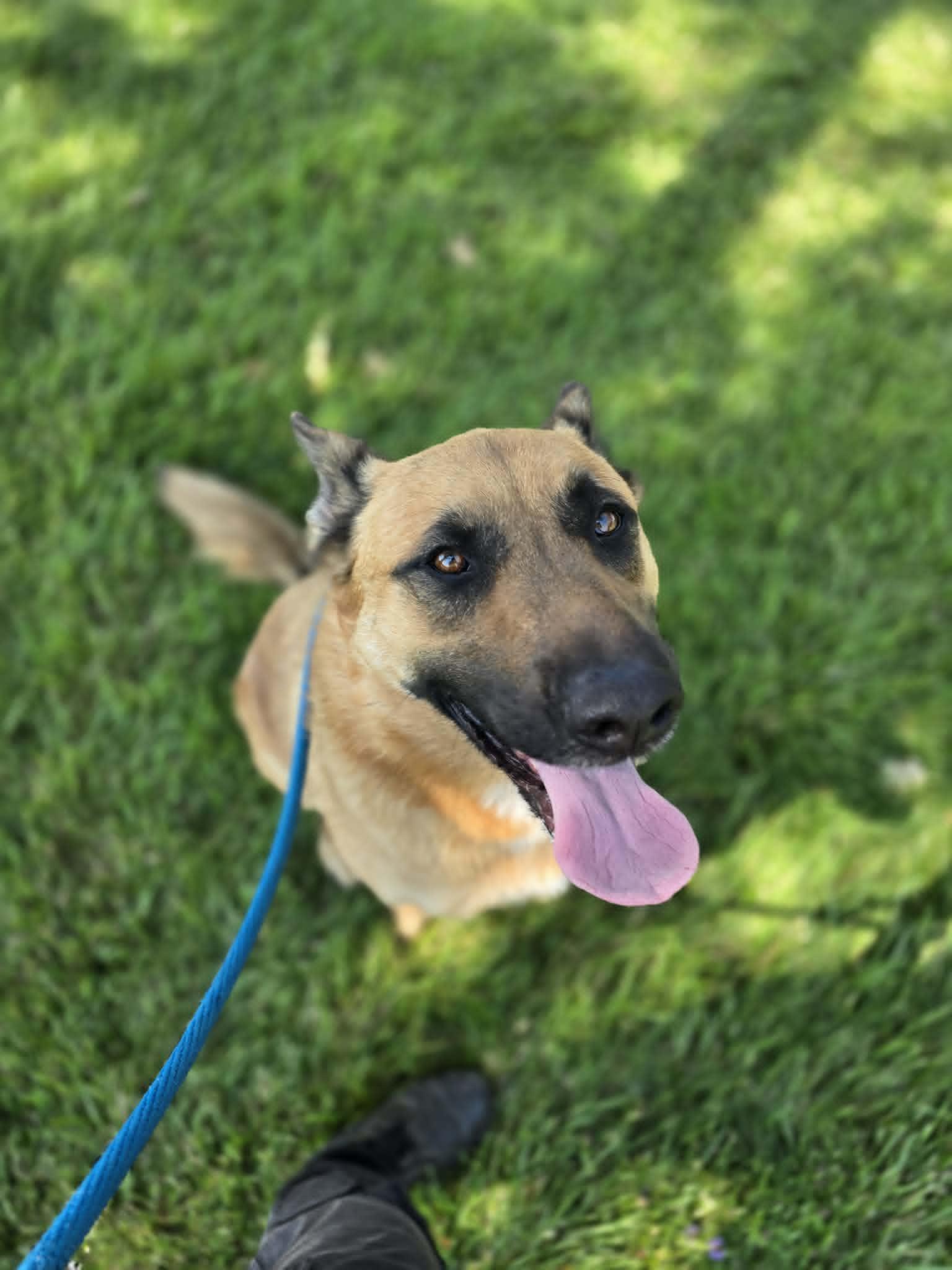 Murdock, a ADOPTABLE mixed breed in Grants Pass, OR image 4/4