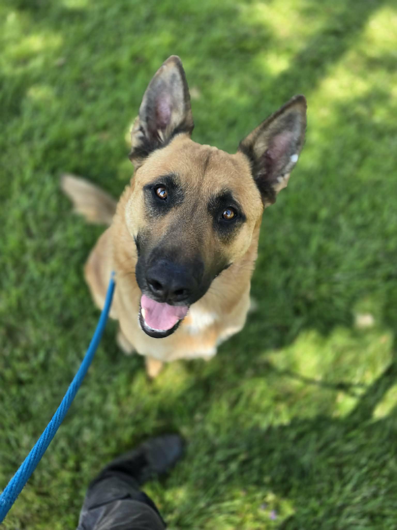 Murdock, a ADOPTABLE mixed breed in Grants Pass, OR image 2/4