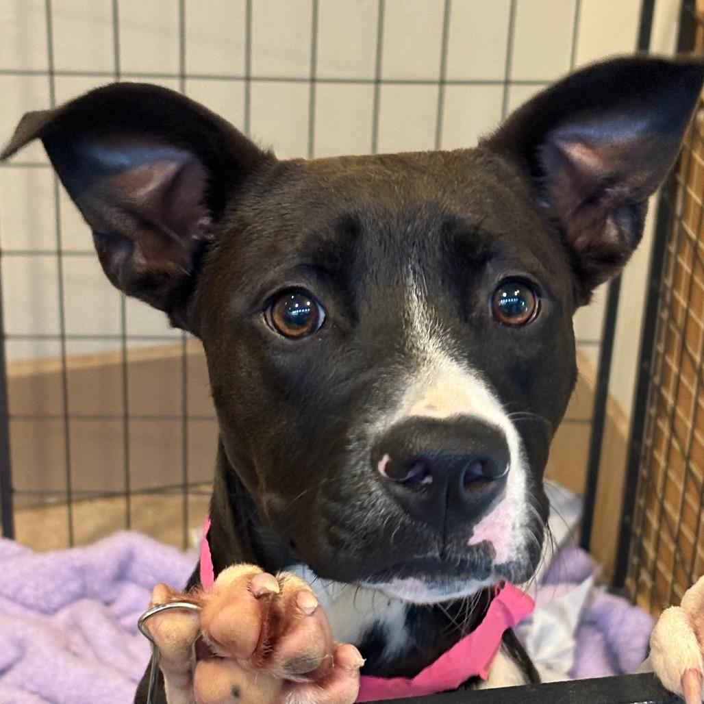 Boots, Adoptable, Young Female Mixed Breed.