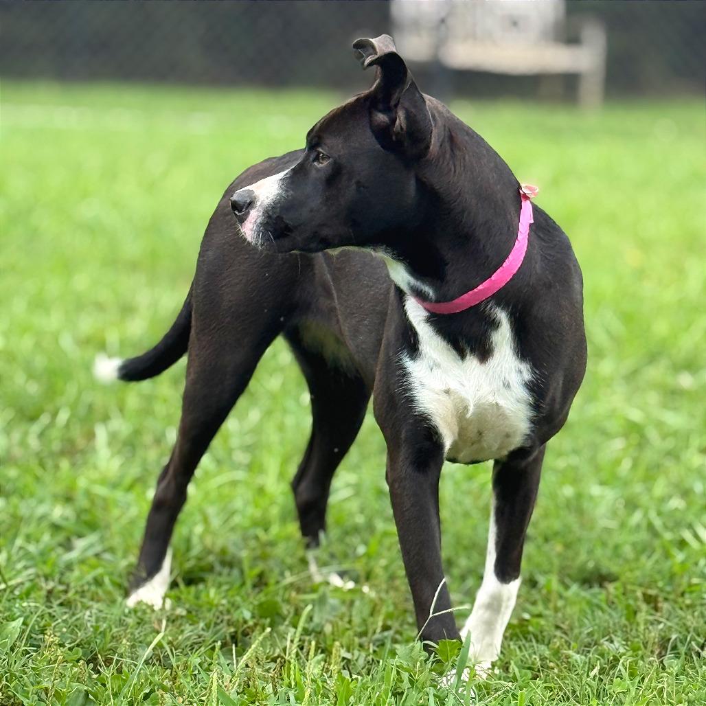 Enlarge Boots, a Adoptable Mixed Breed in Chattanooga, TN image 2/5