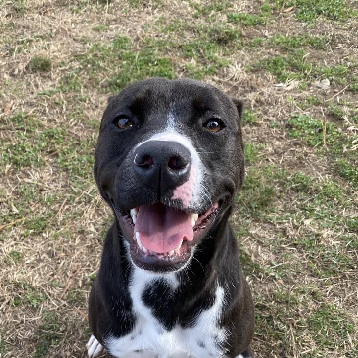 Enlarge Boots, a Adoptable Mixed Breed in Chattanooga, TN image 3/5