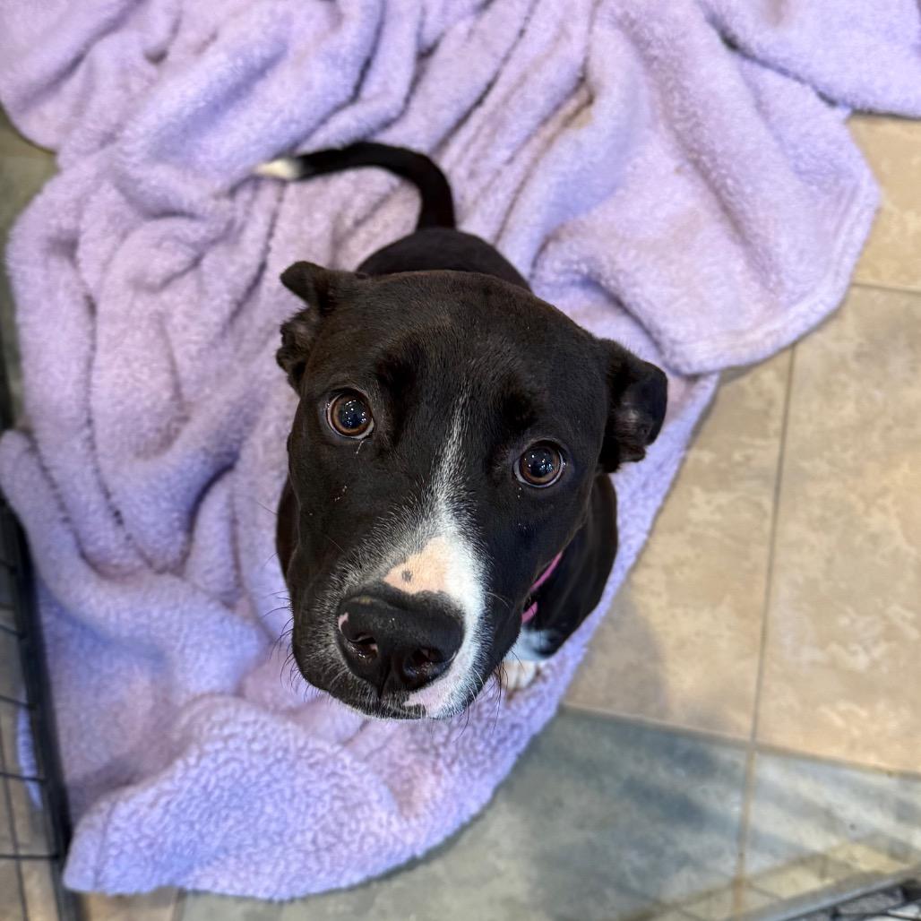 Enlarge Boots, a Adoptable Mixed Breed in Chattanooga, TN image 4/5