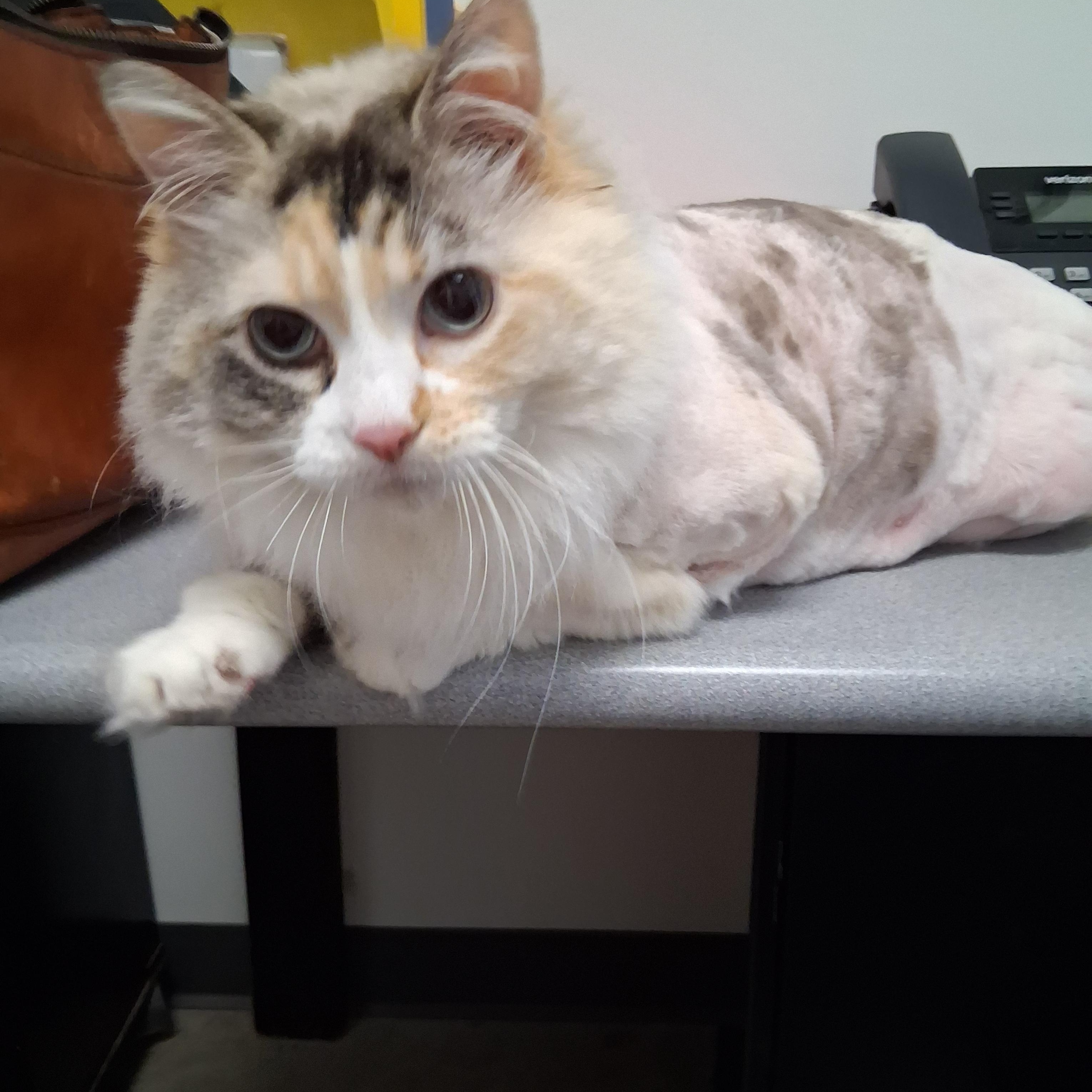 Enlarge Mystic, a ADOPTABLE Domestic Long Hair in Northfield, MN image 1/1