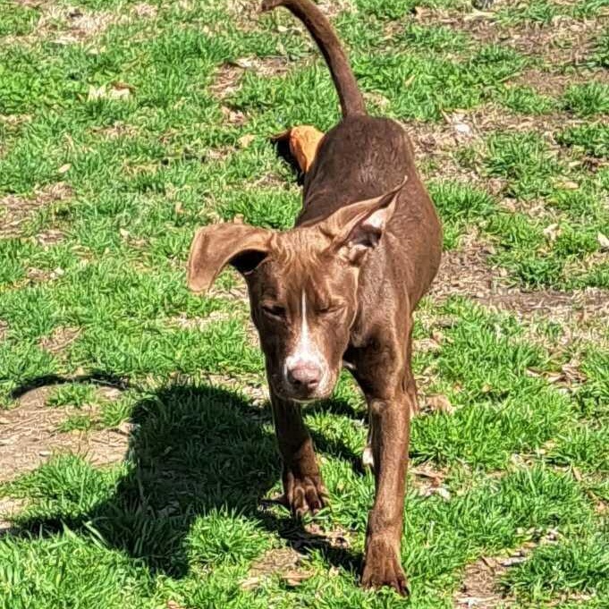 Simba — thumbnail 4