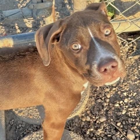 Simba — thumbnail 5