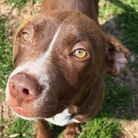 Simba — thumbnail 6