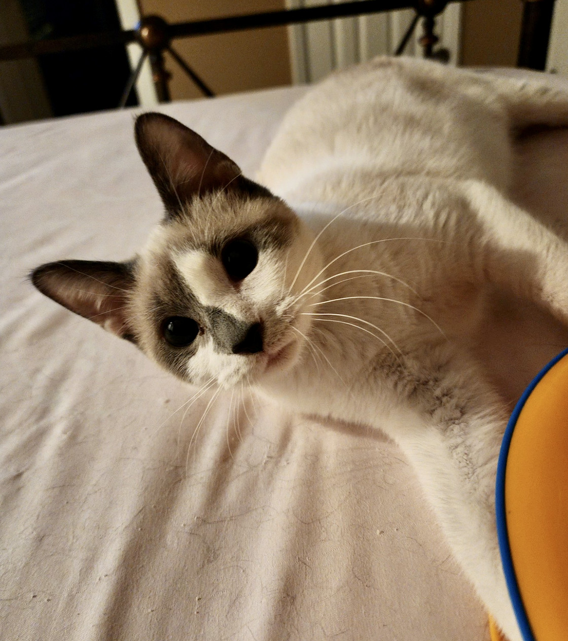 GEMINI, Adopted, Young Female Snowshoe.