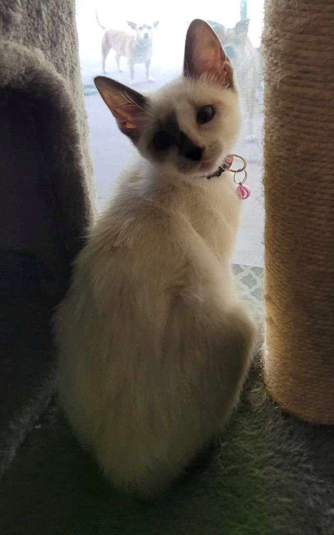 Enlarge GEMINI, a Adopted mixed breed in Grand Prairie, TX image 2/10