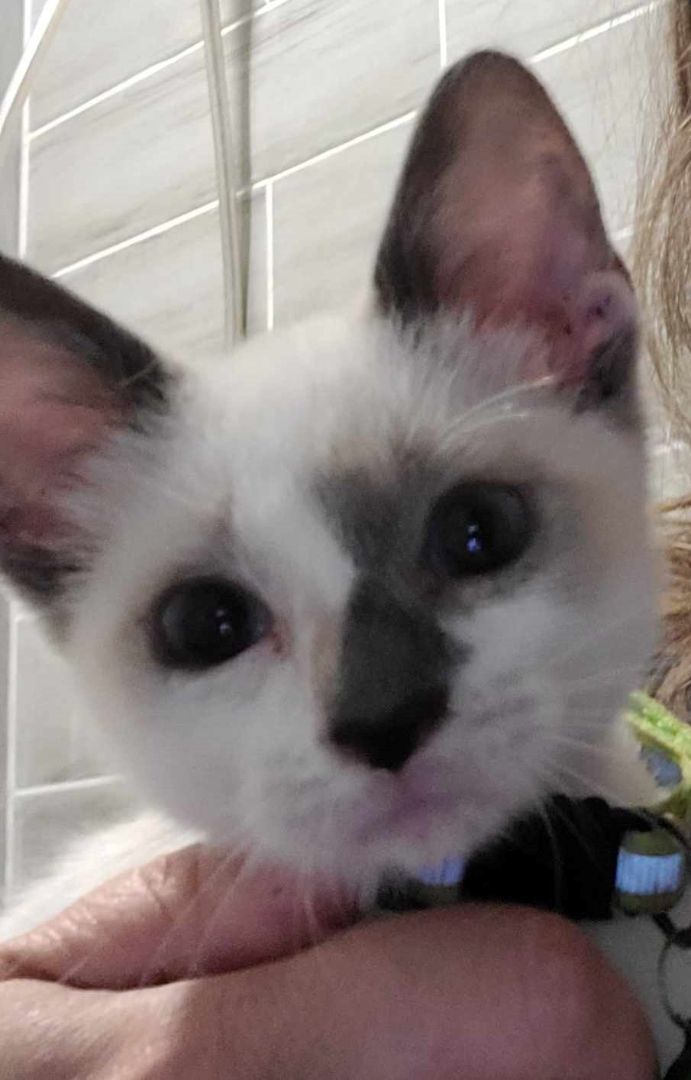 Enlarge GEMINI, a Adopted mixed breed in Grand Prairie, TX image 3/10