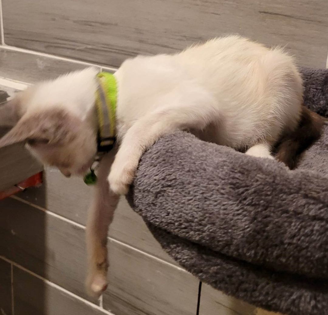 Enlarge GEMINI, a Adopted mixed breed in Grand Prairie, TX image 5/10