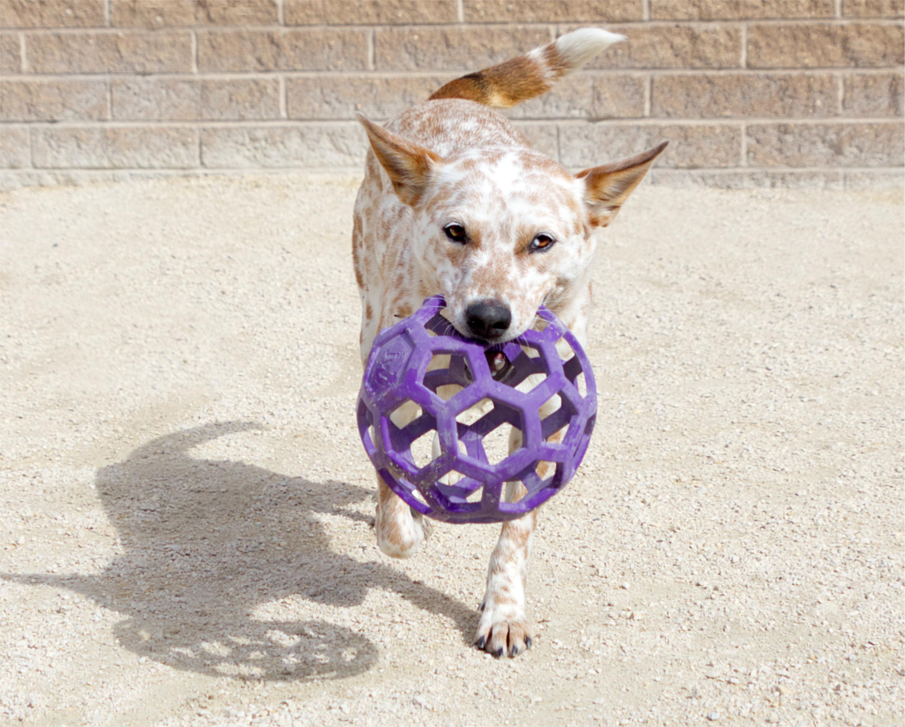 Enlarge Febe, a Adoptable mixed breed in Winnipeg, MB image 4/6