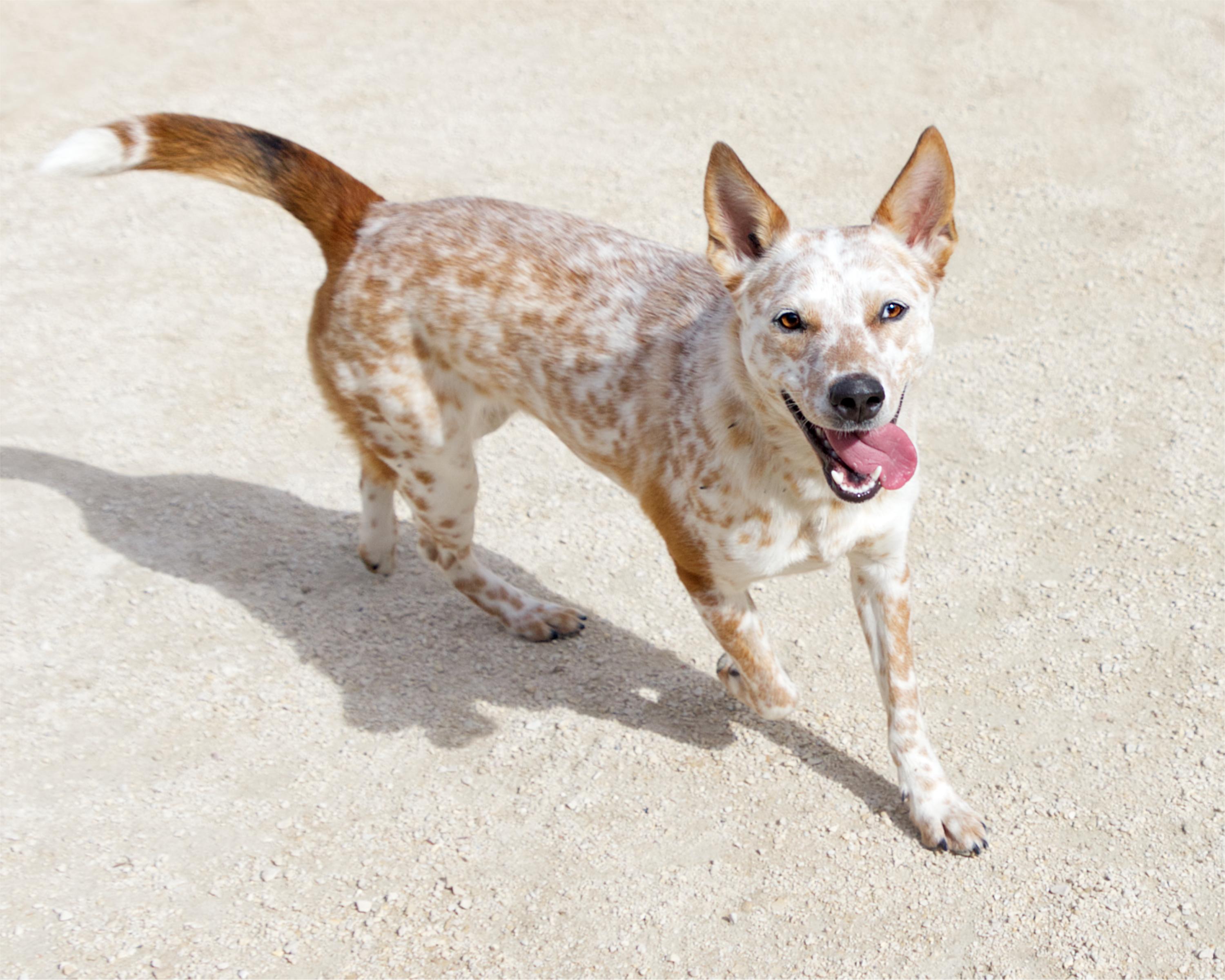 Enlarge Febe, a Adoptable mixed breed in Winnipeg, MB image 3/6