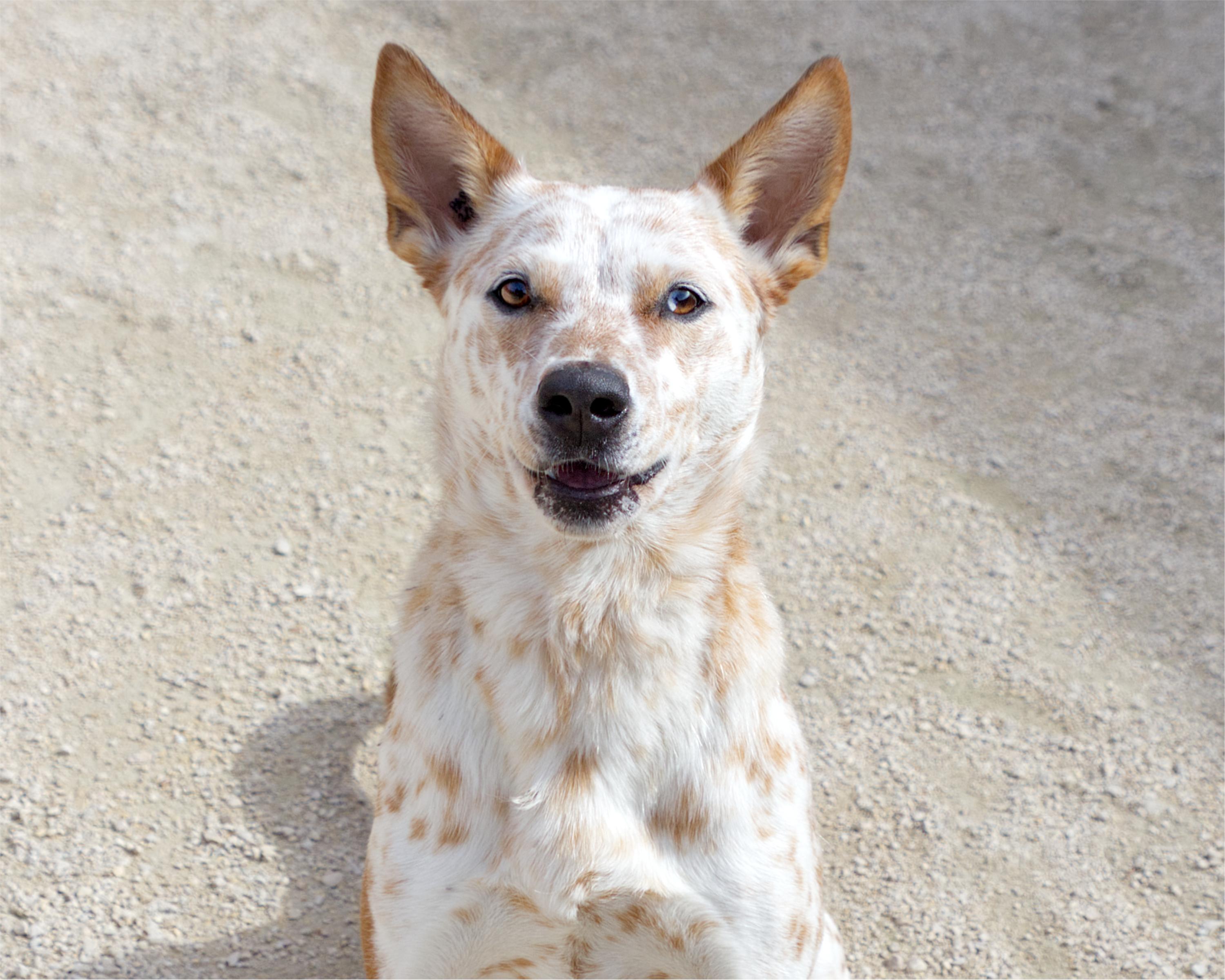 Enlarge Febe, a Adoptable mixed breed in Winnipeg, MB image 2/6