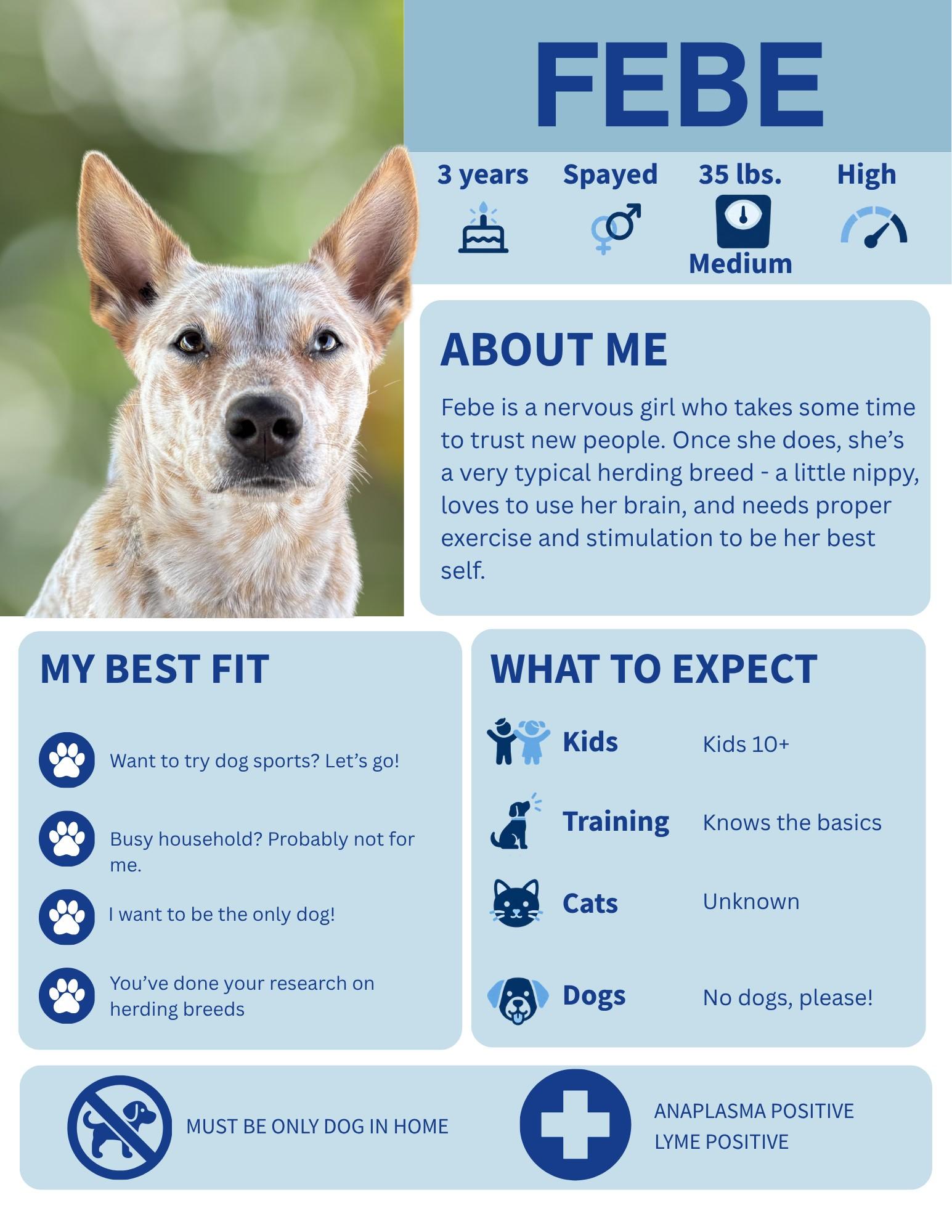 Febe, Adoptable, Adult Female Australian Cattle Dog / Blue Heeler.